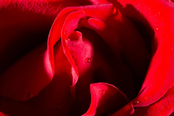 Roses rouges foncées fraîches gros plan texture fond — Photo