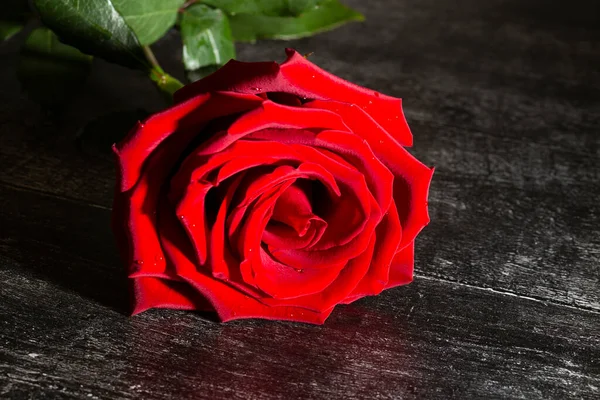 Unique grande rose rouge avec des gouttes de pluie sur un fond noir — Photo