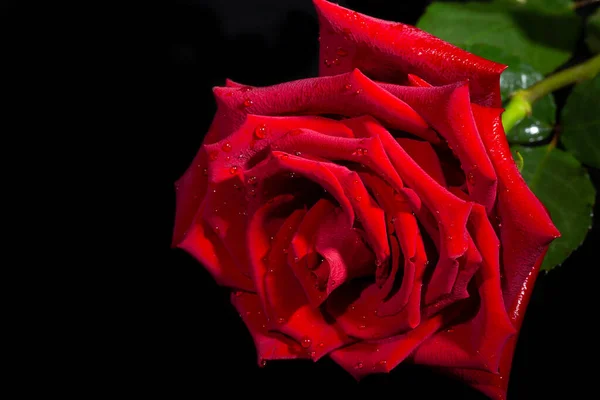 Ενιαίο μεγάλο όμορφο κόκκινο τριαντάφυλλο με σταγόνες βροχής σε μαύρο φόντο — Φωτογραφία Αρχείου