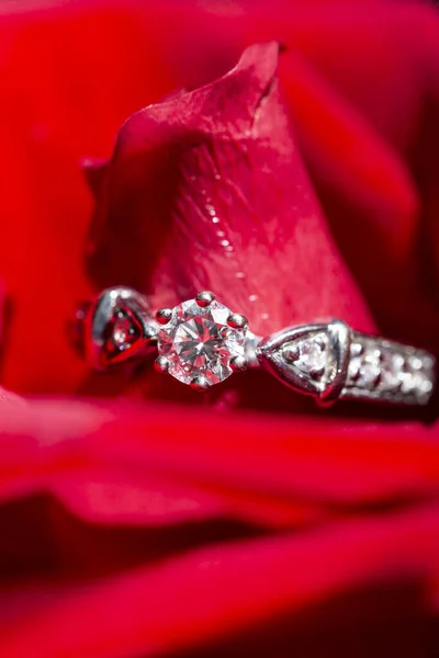 Fehér arany gyűrű gyémántokkal vörös rózsaszirmokban — Stock Fotó