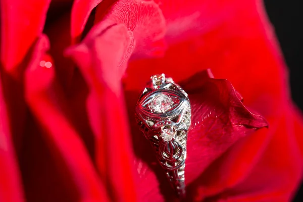 Platynowy pierścień z diamentem na czerwonej róży, zbliżenie — Zdjęcie stockowe