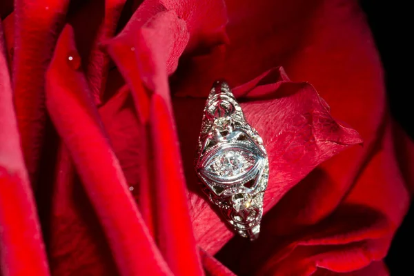 Platina gyűrű egy gyémánttal egy vörös rózsán, közelkép — Stock Fotó
