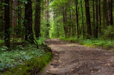 Ağustosta, çam ormanında bir köy yolu.