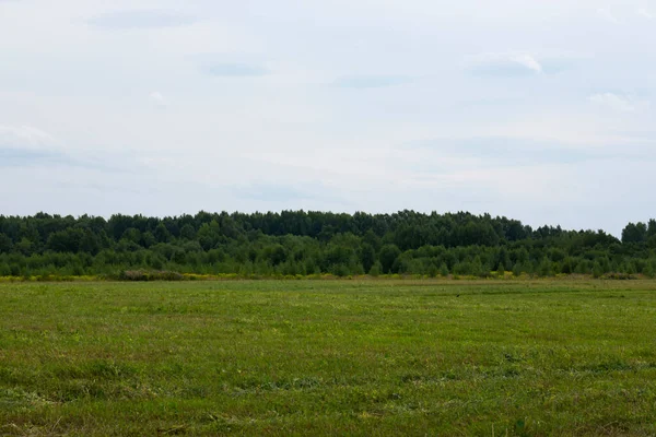 Ein Feld August Mit Einem Wald Und Blauem Himmel Hintergrund — Stockfoto