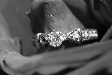 Beyaz altın yüzük ve gül yaprakları, siyah beyaz fotoğraf, nişan konsepti.