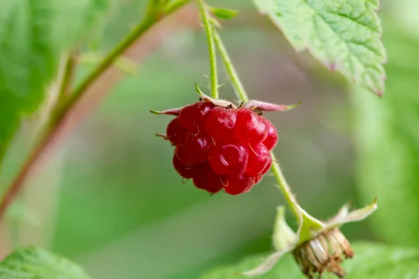 Branch Ripe Raspberries Forest Red Sweet Berries Growing Raspberry Bush — Stock Photo, Image