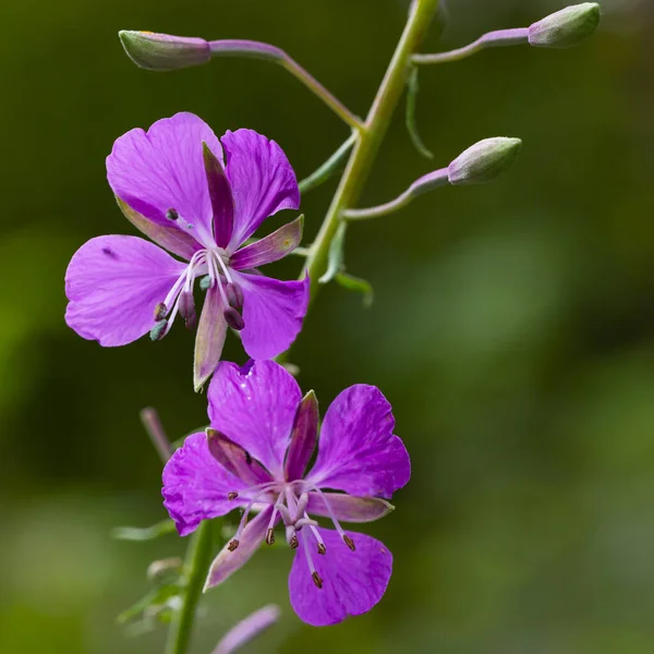 Närbild Fireweed Epilobium Blommor Lila Färgade Blommor Kopor Medicinalväxt — Stockfoto