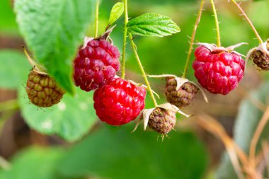 Ormanda olgun ahududu dalı. Bahçedeki ahududu çalılığında yetişen kırmızı, tatlı meyveler..
