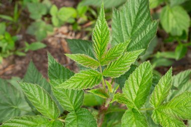 Bahar yaprakları ve Avrupa kırmızı ahududu Rubus Idaeus tomurcukları. İlkbaharda bir dalda yeşil tomurcuklar, seçici odak, yakın çekim