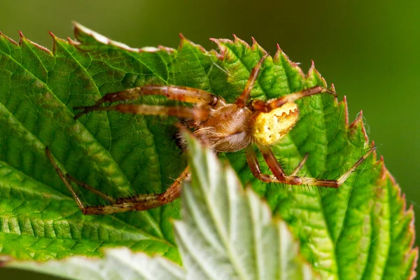 Vue Rapprochée Haut Petite Araignée Crosse Caucasienne Araneus Diadematus Avec — Photo