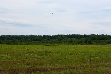 Ağustosta bir tarla, bir orman ve arkasında mavi bir gökyüzü.
