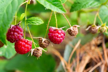 Ormanda olgun ahududu dalı. Bahçedeki ahududu çalılığında yetişen kırmızı, tatlı meyveler..