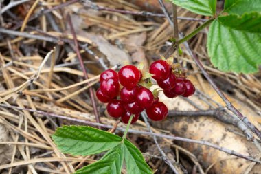 Ormandaki kırmızı, yenilebilir böğürtlenler çalılıklarda, rubus saxatilis. Dalda narin bir nar tadı olan kullanışlı meyveler.