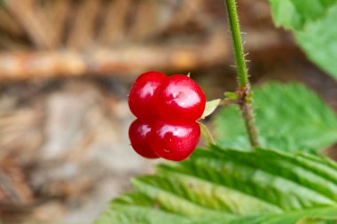 Ormandaki kırmızı, yenilebilir böğürtlenler çalılıklarda, rubus saxatilis. Dalda narin bir nar tadı olan kullanışlı meyveler.