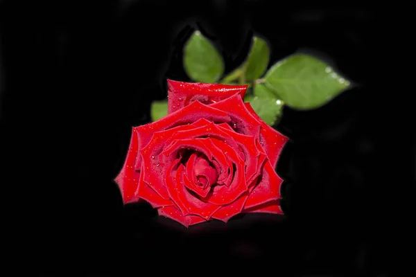 Único Grande Rosa Vermelha Bonita Com Gotas Chuva Fundo Preto — Fotografia de Stock