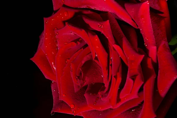 Ενιαίο Μεγάλο Όμορφο Κόκκινο Τριαντάφυλλο Σταγόνες Βροχής Μαύρο Φόντο Close — Φωτογραφία Αρχείου