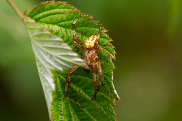 Detailní Záběr Shora Malý Spider Cross Spiece Araneus Diadematus Křížem — Stock fotografie