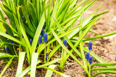 Mavi Muscari sıralama okyanus Magic Armeniacum Viola. Birçok muscari mavi çiçek yeşil. Bahar muscari sümbül çiçek. Güzel mavi bahar tatil doğa