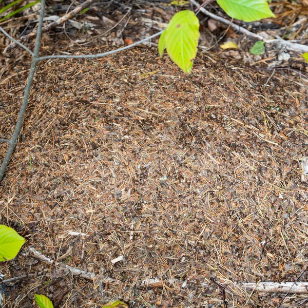 Close Ants Nest Large Ant Hill Summer Forest — Stock Photo, Image