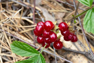 Ormandaki kırmızı, yenilebilir böğürtlenler çalılıklarda, rubus saxatilis. Dalda narin bir nar tadı olan kullanışlı meyveler.