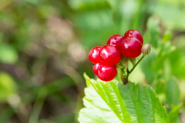 Red Edible Berries Forest Bush Rubus Saxatilis Useful Berries Delicate — Stock Photo, Image