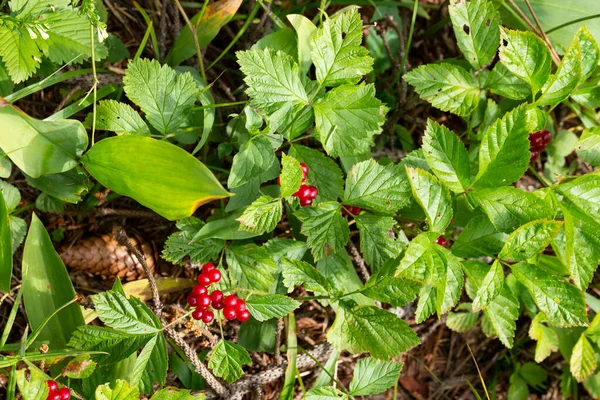 Ormandaki Kırmızı Yenilebilir Böğürtlenler Çalılıklarda Rubus Saxatilis Dalda Narin Bir — Stok fotoğraf