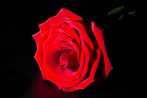 Single large beautiful red rose with raindrops on a black background close-up