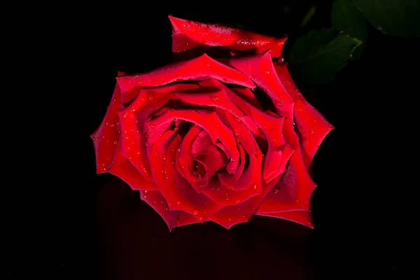 Rosa Roja Hermosa Grande Con Gotas Lluvia Sobre Fondo Negro — Foto de Stock