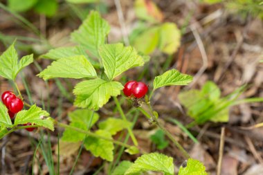 Ormandaki kırmızı, yenilebilir böğürtlenler çalılıklarda, rubus saxatilis. Dalda narin bir nar tadı olan kullanışlı meyveler.