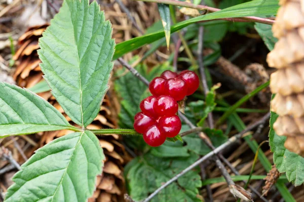 Ormandaki kırmızı, yenilebilir böğürtlenler çalılıklarda, rubus saxatilis. Dalda narin bir nar tadı olan kullanışlı meyveler.