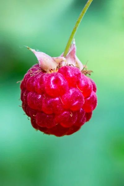 Une Branche Framboises Mûres Dans Forêt Baies Rouges Sucrées Poussant — Photo