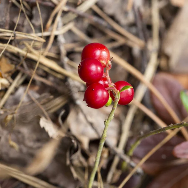 Bunch Wild Ripe Red Forest Lingonberries Bush August — Stock Photo, Image