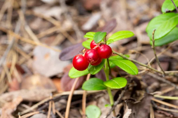 Bunch Wild Ripe Red Forest Lingonberries Bush August — Stock Photo, Image