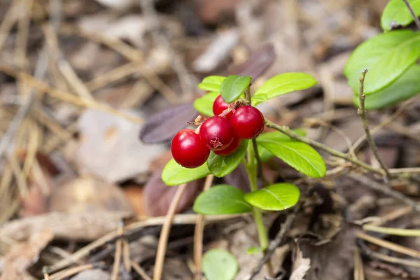 Ağustosta olgunlaşmış yabani kızılorman yaban mersini sürüsü