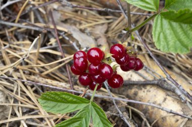 Ormandaki kırmızı, yenilebilir böğürtlenler çalılıklarda, rubus saxatilis. Dalda narin bir nar tadı olan kullanışlı meyveler.