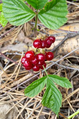 Ormandaki kırmızı, yenilebilir böğürtlenler çalılıklarda, rubus saxatilis. Dalda narin bir nar tadı olan kullanışlı meyveler.