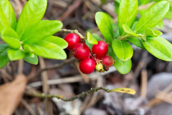 Bunch Wild Ripe Red Forest Lingonberries Bush August — Stock Photo, Image