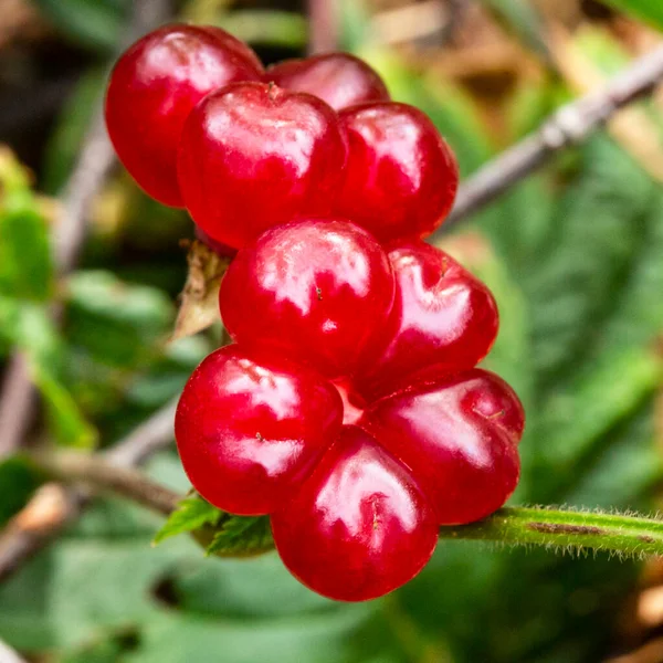 冻土带上的石头荆棘上有红色的浆果 Rubus Saxatilis — 图库照片