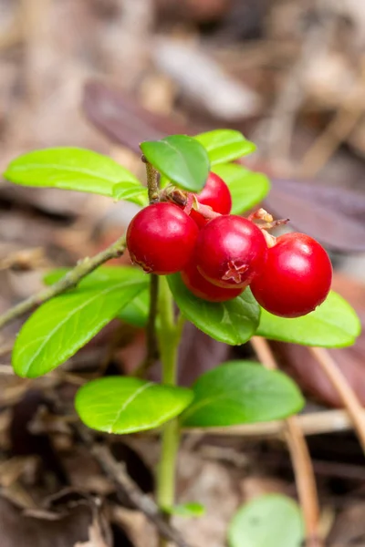 Кучка Спелой Красной Лесной Брусники Август — стоковое фото