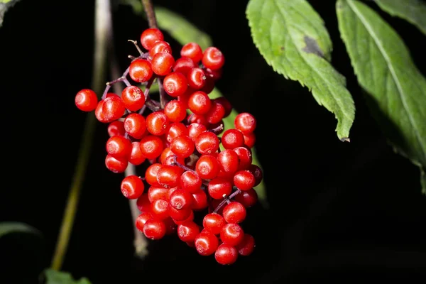 Red Elderberry Sambucus Racemosa Ветви Несъедобные Ягоды Крупным Планом — стоковое фото