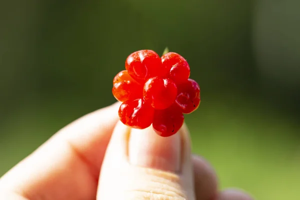 Rubus Saxatilis Ronce Pierre Main Baies Rouges Été — Photo