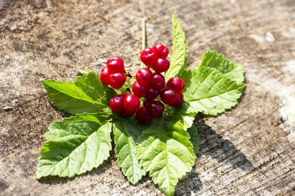 Sweet Red Ripe Stone Bramble Berries Summer Nature — Stock Photo, Image