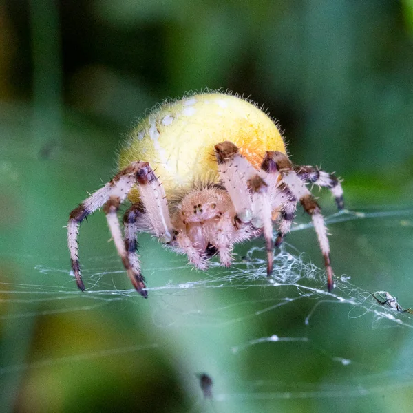 Velká Žlutá Samice Pavouka Aranea Pavučině Kořistí Úspěšný Lov Potrava — Stock fotografie