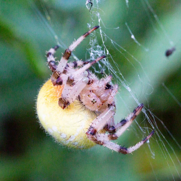 Pavoučí Samice Araneus Pavučině Obrovská Samice Pavouka Araneus Pavučině Žlutá — Stock fotografie