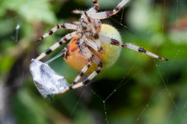 Makro Žlutý Velký Pavouk Pavučině Svou Kořist Aranyella Rod Pavouků — Stock fotografie