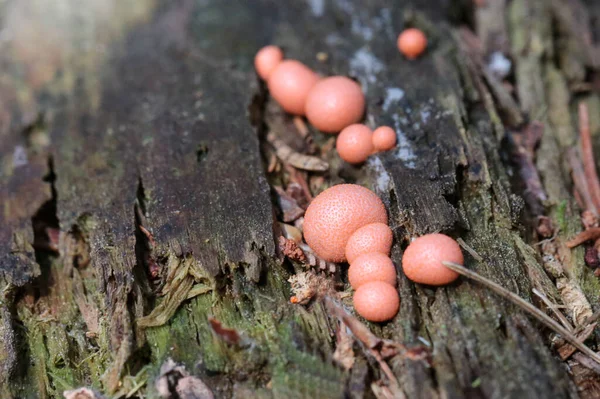 Lycogala Pleśń Naskórka Śluzu Niejadalny Grzyb Departamentu Myxomycota Małe Różowe — Zdjęcie stockowe