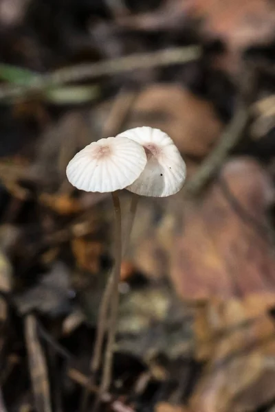 Mycena Vulgaris Відома Вульгарна Боннета Дуже Маленькі Гриби Тонкій Нозі — стокове фото