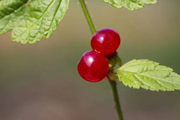Sweet Red Ripe Stone Bramble Berries Summer Nature — Stock Photo, Image