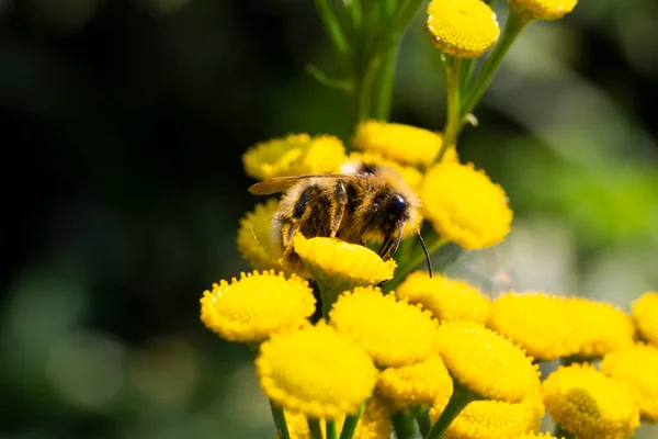 Пчела Цветок Крупный План Полосатой Пчелы Собирающей Пыльцу Пчела Собирает — стоковое фото