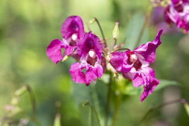 Ormandaki noli-tangere noli-tangere noli-tangere dokunup balsam çiçeği olmayan ormandaki balsam çiçeğine dokunuyor. Zehirli leylak rengi orman çiçekleri. güzel çiçekli doğal arkaplan